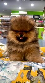 Volpini Spitz Nani di Pomerania