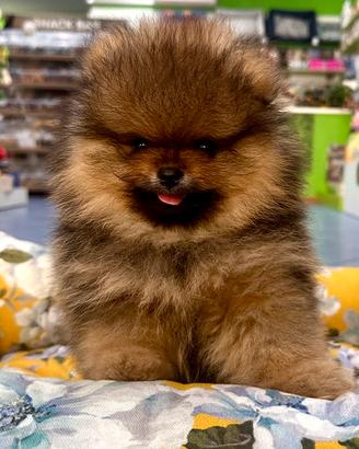 Volpini Spitz Nani di Pomerania