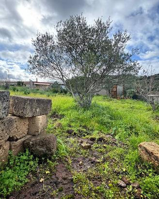 Terreno Agricolo - Alghero