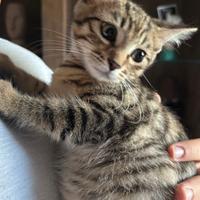 Micetto maschio meraviglioso di 3 mesi
