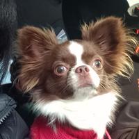 Chiwawa per accoppiamento