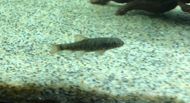 Garra rufa