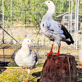 Coppia adulta oca delle Ande