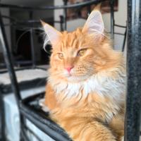 Maine Coon maschio per accoppiamento