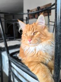 Maine Coon maschio per accoppiamento