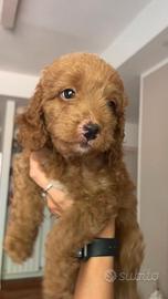 Cucciolo di barboncino