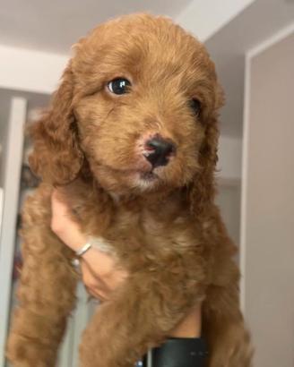 Cucciolo di barboncino