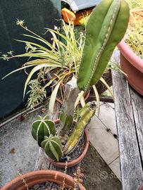 Composizione di cactus e piante grasse in vaso