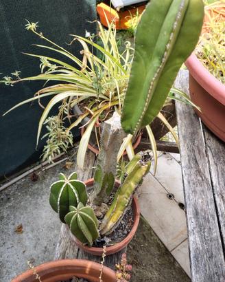Composizione di cactus e piante grasse in vaso
