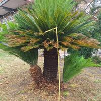 Splendida chicas diametro 40 e altezza 160