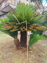 Splendida chicas diametro 40 e altezza 160