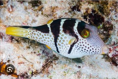 Pesce palla acquario salato tropicale