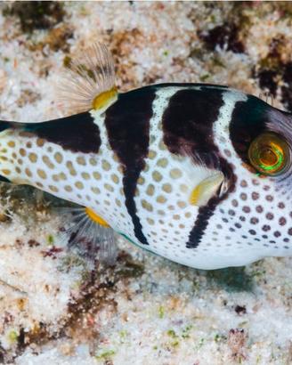 Pesce palla acquario salato tropicale