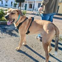 Bart, cane di 1 anno