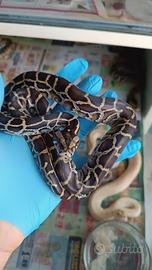 Serpente