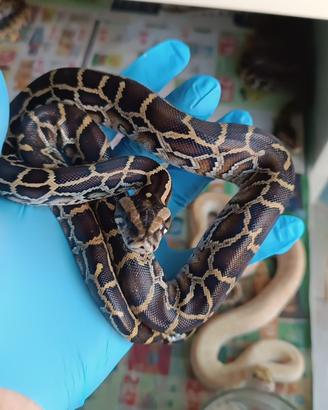 Serpente