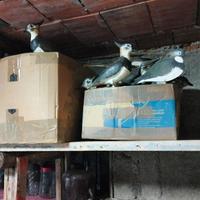 Sagome pavoncella caccia