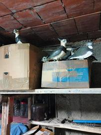 Sagome pavoncella caccia