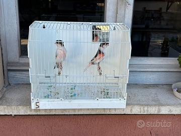 Canarini portoghese 2025