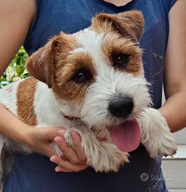 Cuccioli Jack Russell terrier