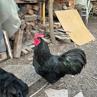 Galli Australorp Neri