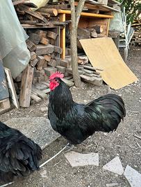 Galli Australorp Neri
