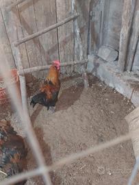 Splendido gallo di 8 mesi o coppia olivegger splas