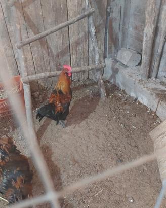 Splendido gallo di 8 mesi o coppia olivegger splas