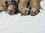 Immagine 1