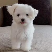 Cucciolo di maltese