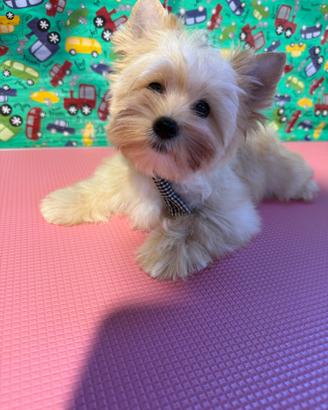 RUSSIAN SALON DOG (Yorkshire terrier)