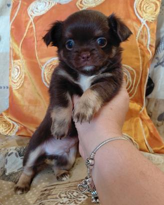 Chihuahua maschietto