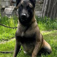 Pastore Belga Malinois