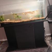 Acquario