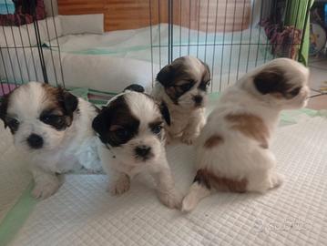 Cuccioli di Shih Tzu