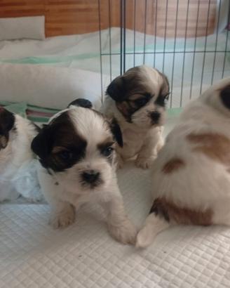 Cuccioli di Shih Tzu