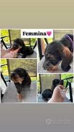 Bassotti tedeschi nani pelo duro