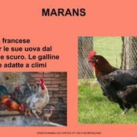 Galline ornamentali di varie razze