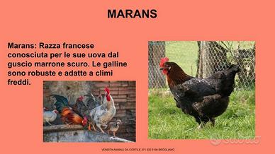 Galline ornamentali di varie razze