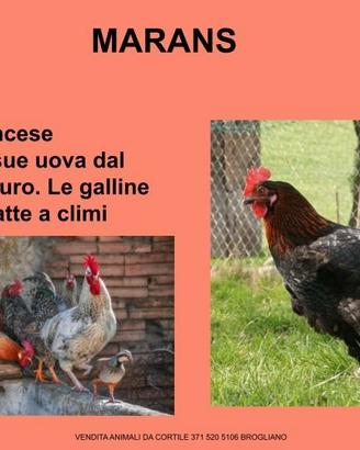 Galline ornamentali di varie razze