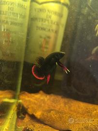 Betta imbellis