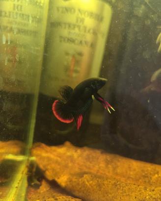 Betta imbellis