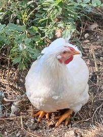 Galli wyandotte e brahma