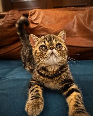 Stupende gattine esotiche
