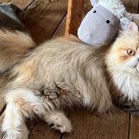 Gatto maschio di razza persiano