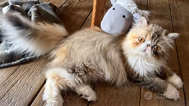 Gatto maschio di razza persiano