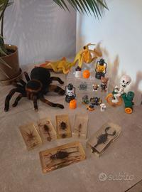 Lotto insetti dal mondo halloween tarantola ecc