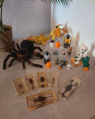 Lotto insetti dal mondo halloween tarantola ecc