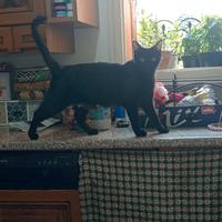 Gattina 1 anno