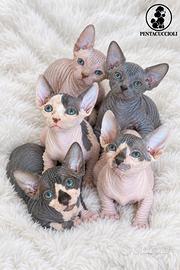 Cucciolata di gatti Sphynx (gatto nudo), 3 mesi